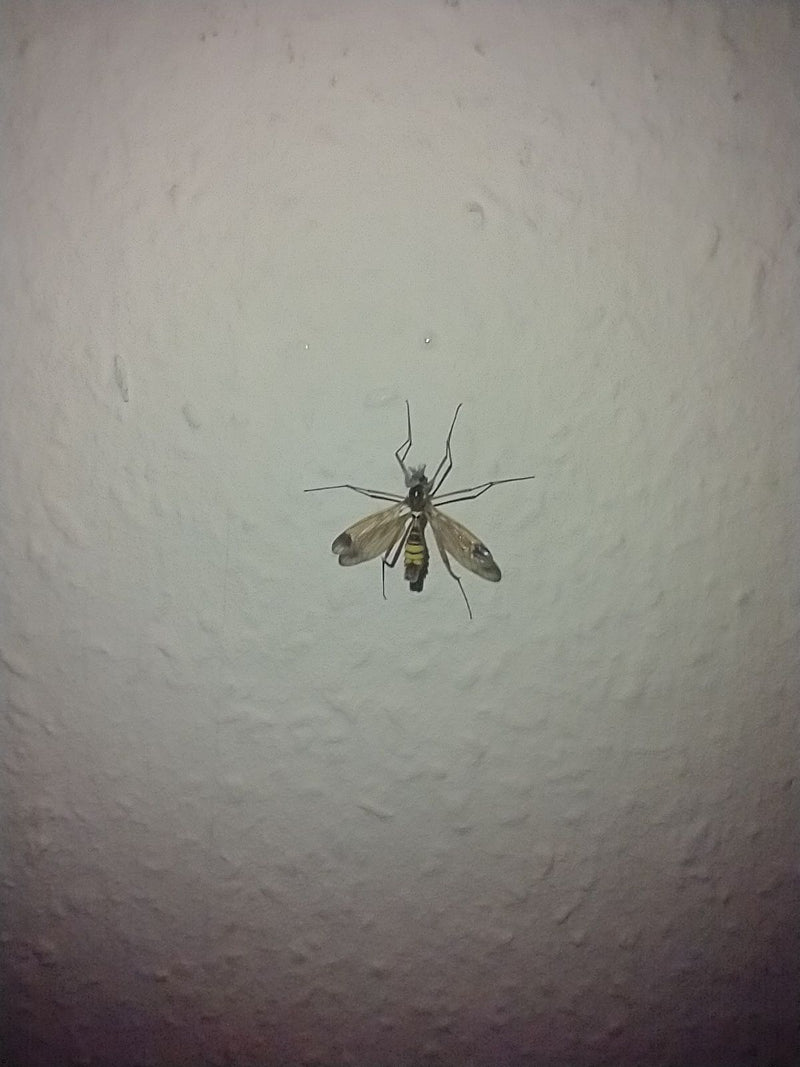Geelkuifkraanvogel — Bild 3