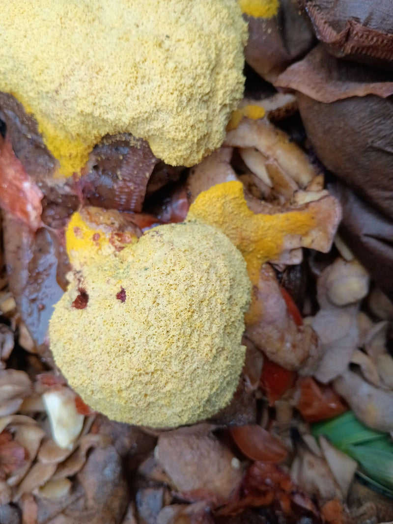 Geelbruine bloesem — Bild 1
