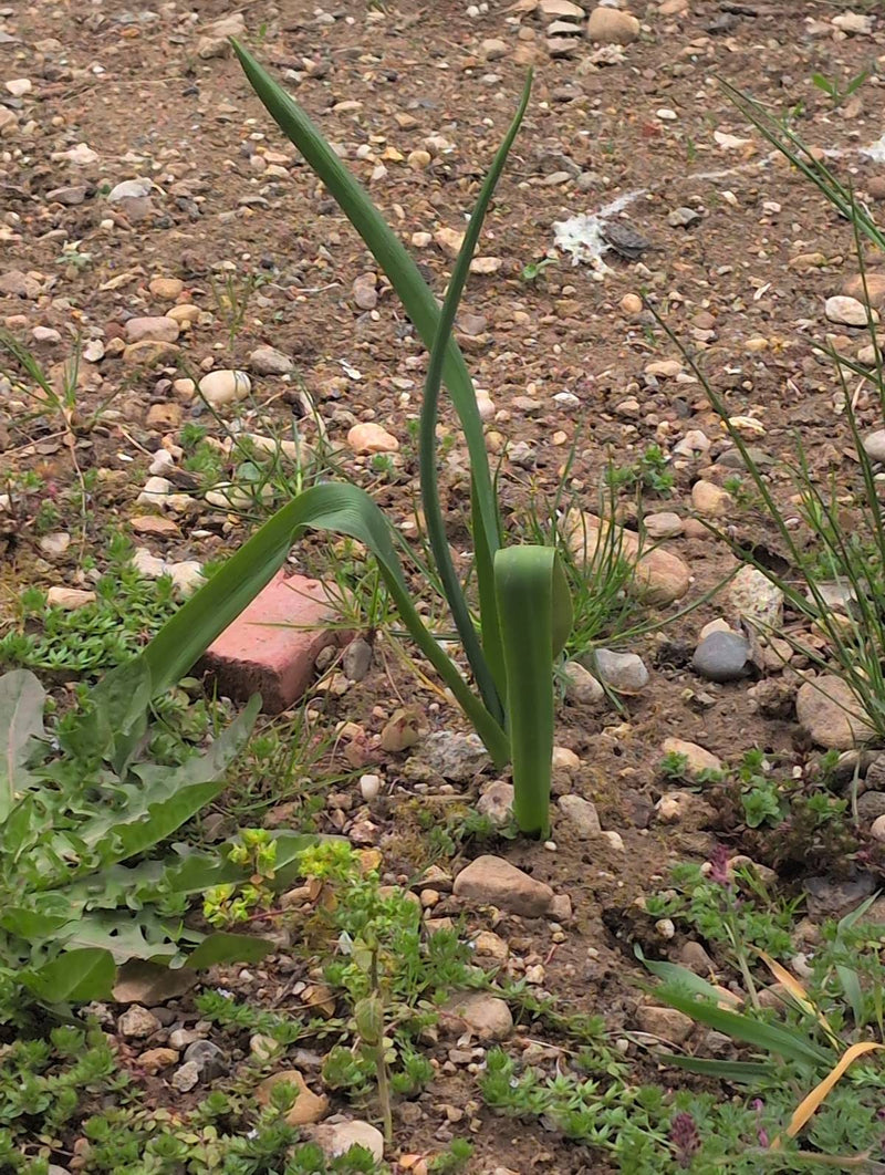 Gele narcis — Bild 2