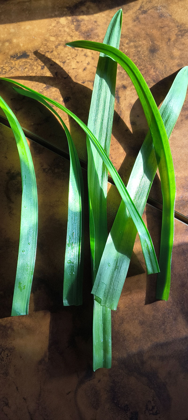 Gele narcis — Bild 1