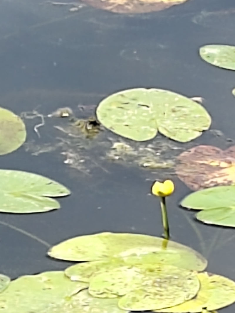 Gele vijverlelie — Bild 1