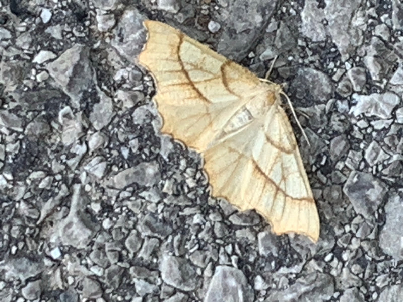 Gele bladmot — Bild 1