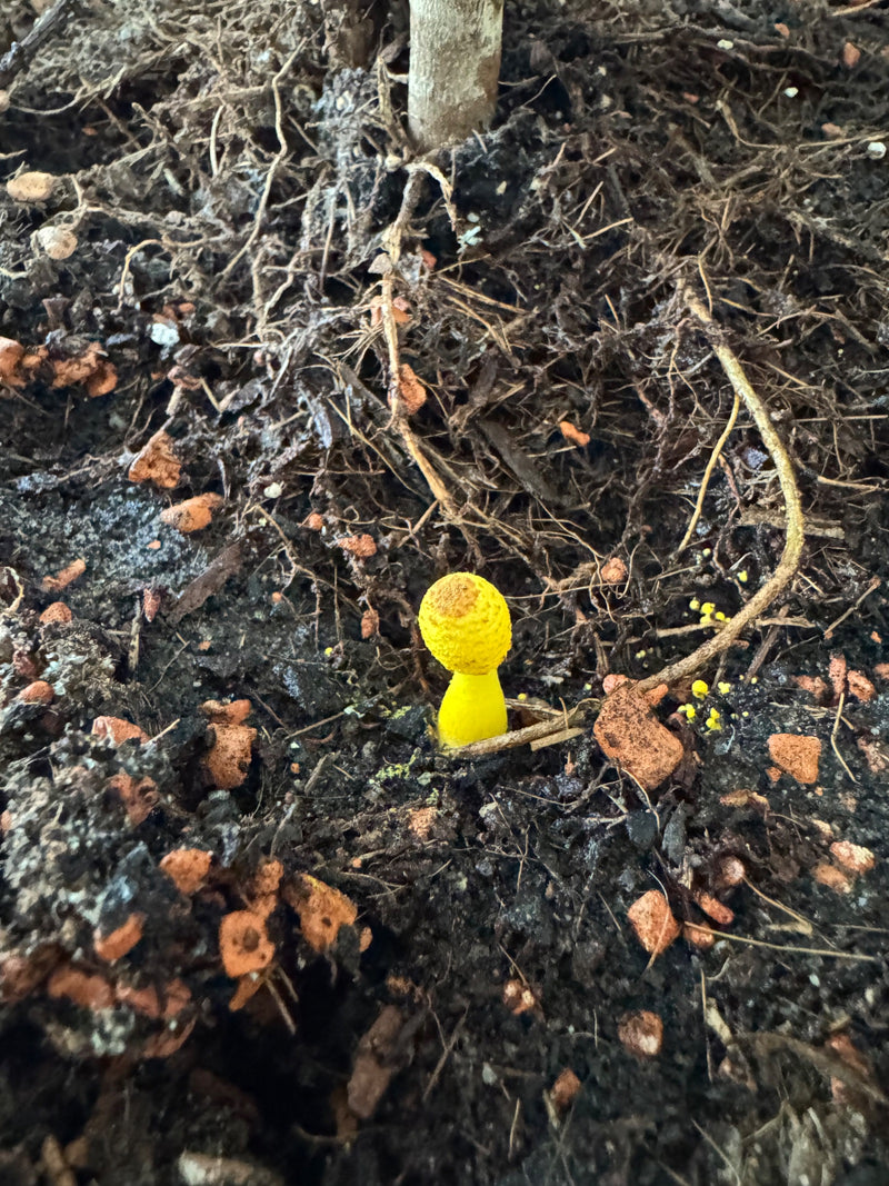 Gele gevouwen paraplu — foto 1 van 5
