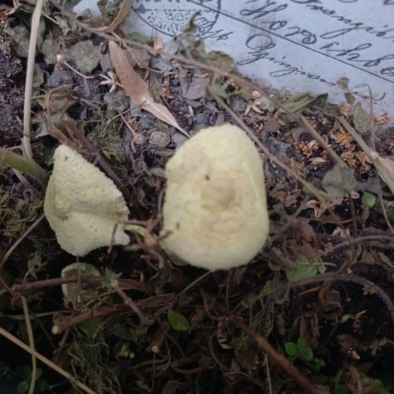 Gele gevouwen paraplu — foto 3 van 5