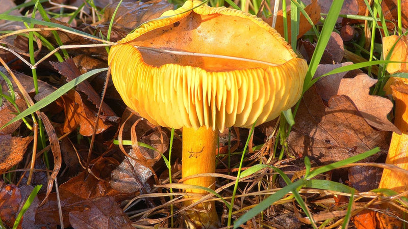Gele vliegenzwam — foto 2 van 3
