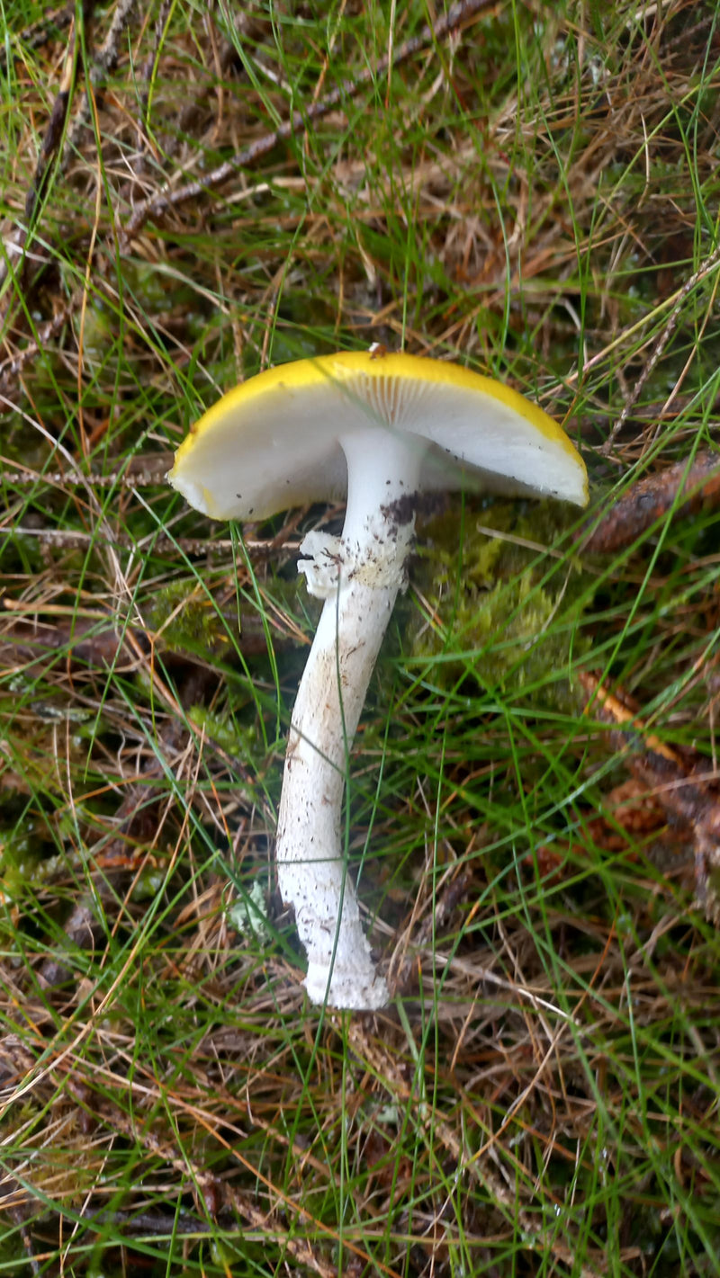 Gele vliegenzwam — Bild 1