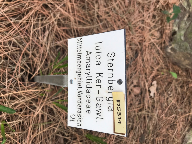 Gelber Goldbecher — foto 1 van 2