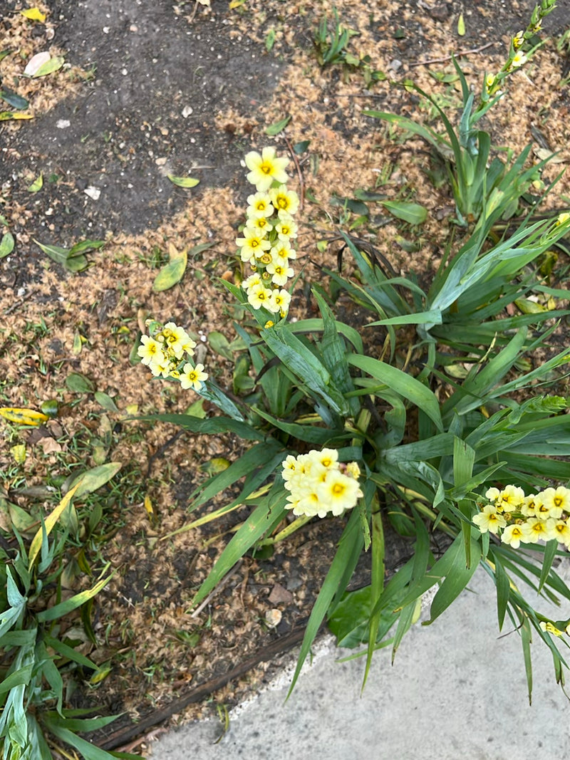 Gelbes Aschenblümchen — Bild 1
