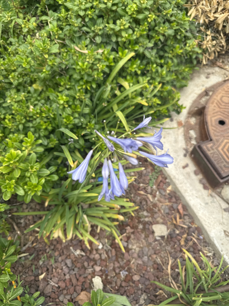 Gele Assepoester — foto 5 van 18