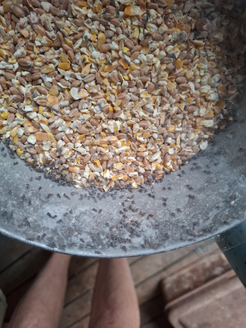 Talrijke kleine, donkere voorraadplagen kruipen op gebroken graan en langs de rand van een metalen emmer.