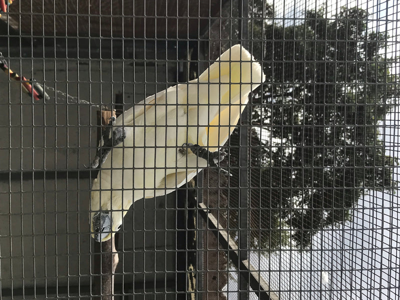 Zwavelkuifkaketoe — foto 4 van 10