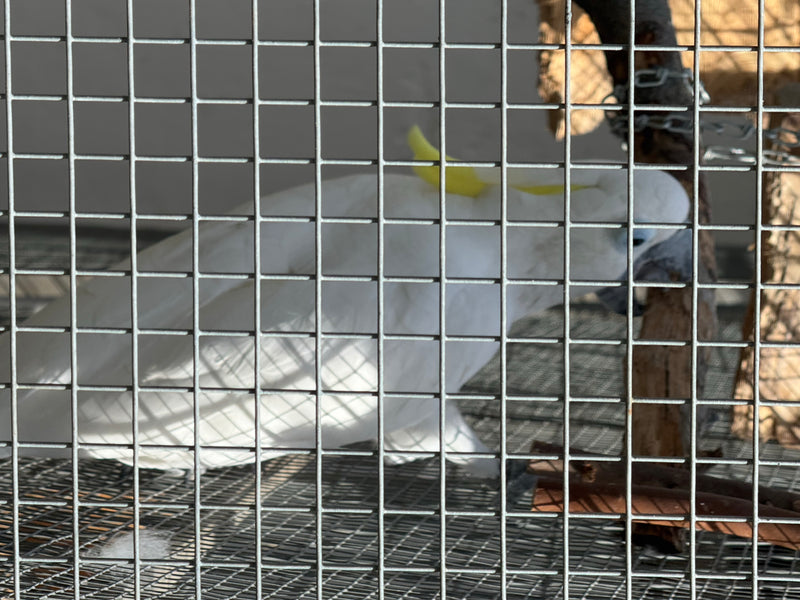 Een grote geelkuifkaketoe zit achter de tralies van een kooi of volière. De witte vogel met de kenmerkende gele kuif is en profil te zien.