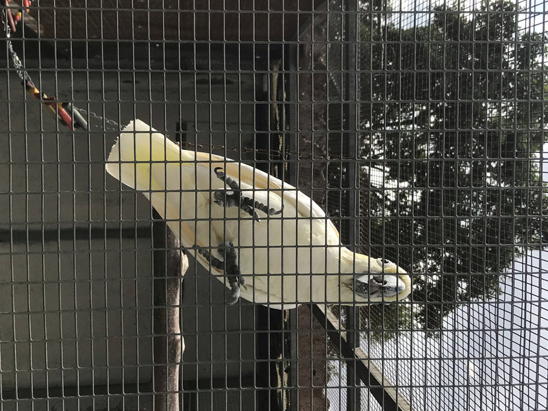 Zwavelkuifkaketoe — foto 5 van 10