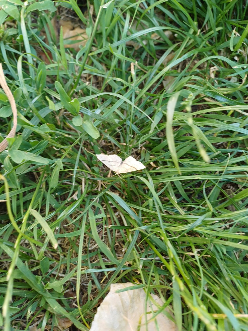 Gelblicher Hornkrautspanner — Bild 3