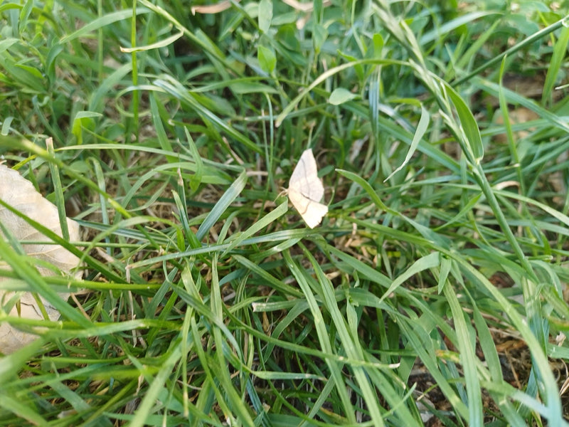 Gelblicher Hornkrautspanner — Bild 1