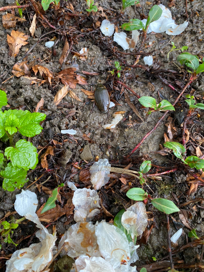 Gemeenschappelijke gele kever — Bild 1