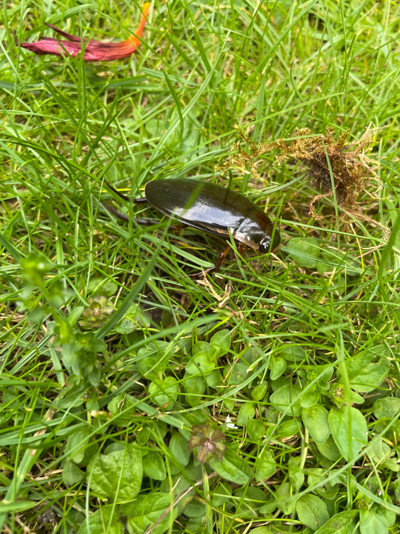 Een geelgerande watertor zit in het groene gras. Hij laat zijn kenmerkende donkere en glanzende dekschilden zien.