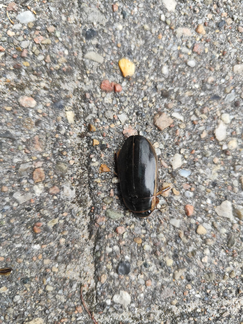 De afbeelding toont een geelgerande watertor zittend op een stenige ondergrond. Het donkere, glanzende lichaam met de typische lichte randen is goed zichtbaar.