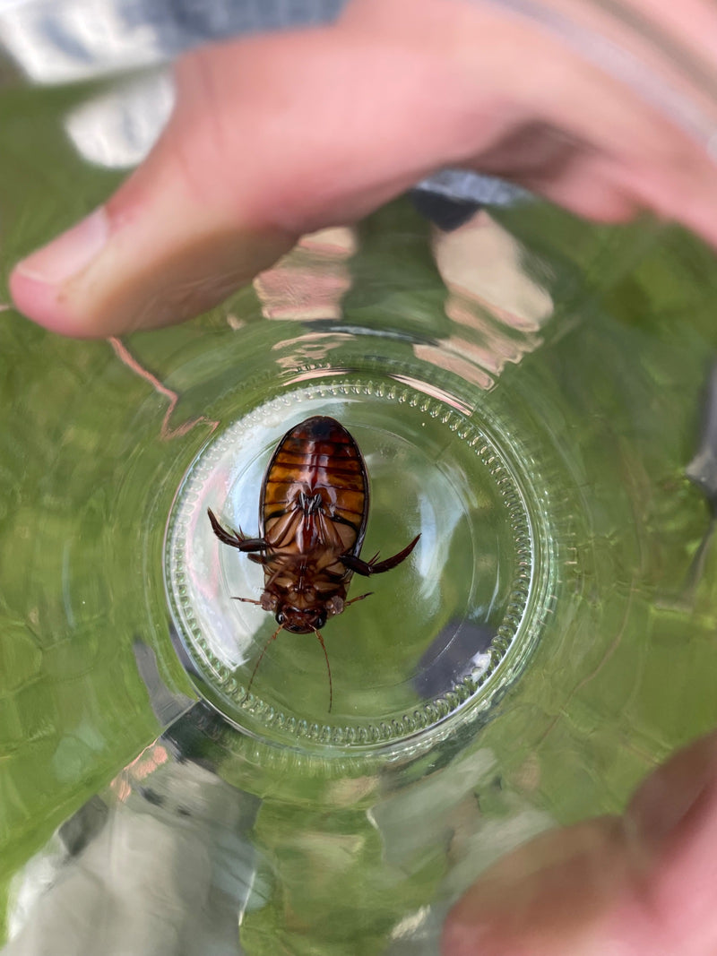 De onderkant van een geelgerande watertor is te zien, liggend op zijn rug in een glas.