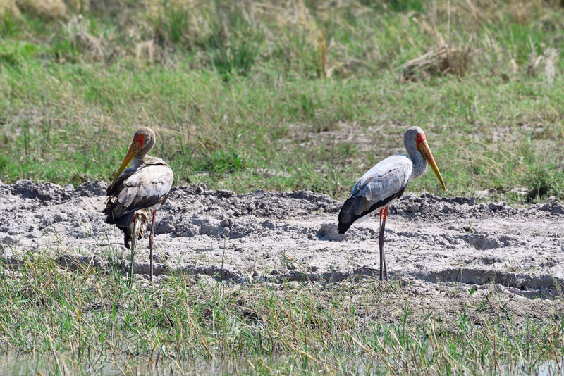 Gelbschnabelstorch — foto 3 van 3