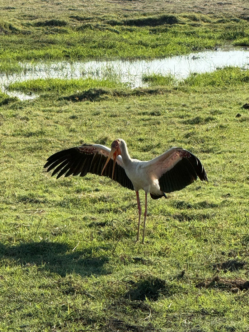 Een nimmersat staat op een vochtig grasland met wijdgespreide vleugels en open snavel.