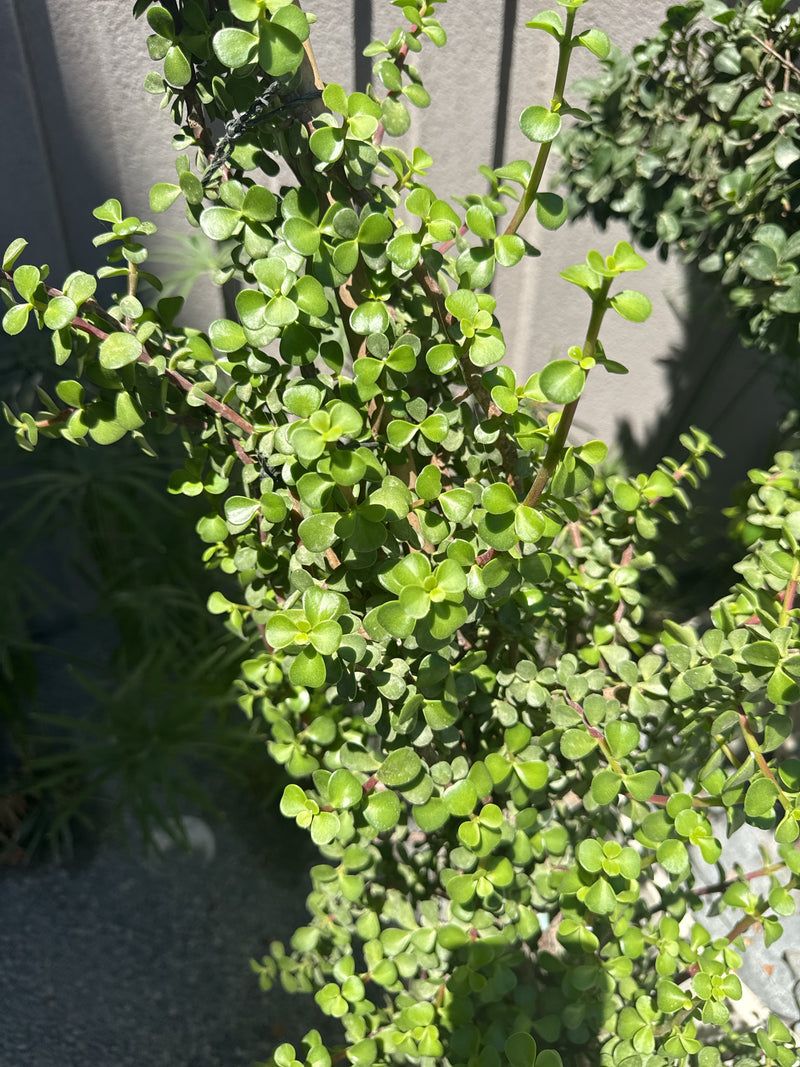 Te zien is een gezonde jadeplant met vele dikke, groene bladeren. De plant staat buitenshuis voor een muur.