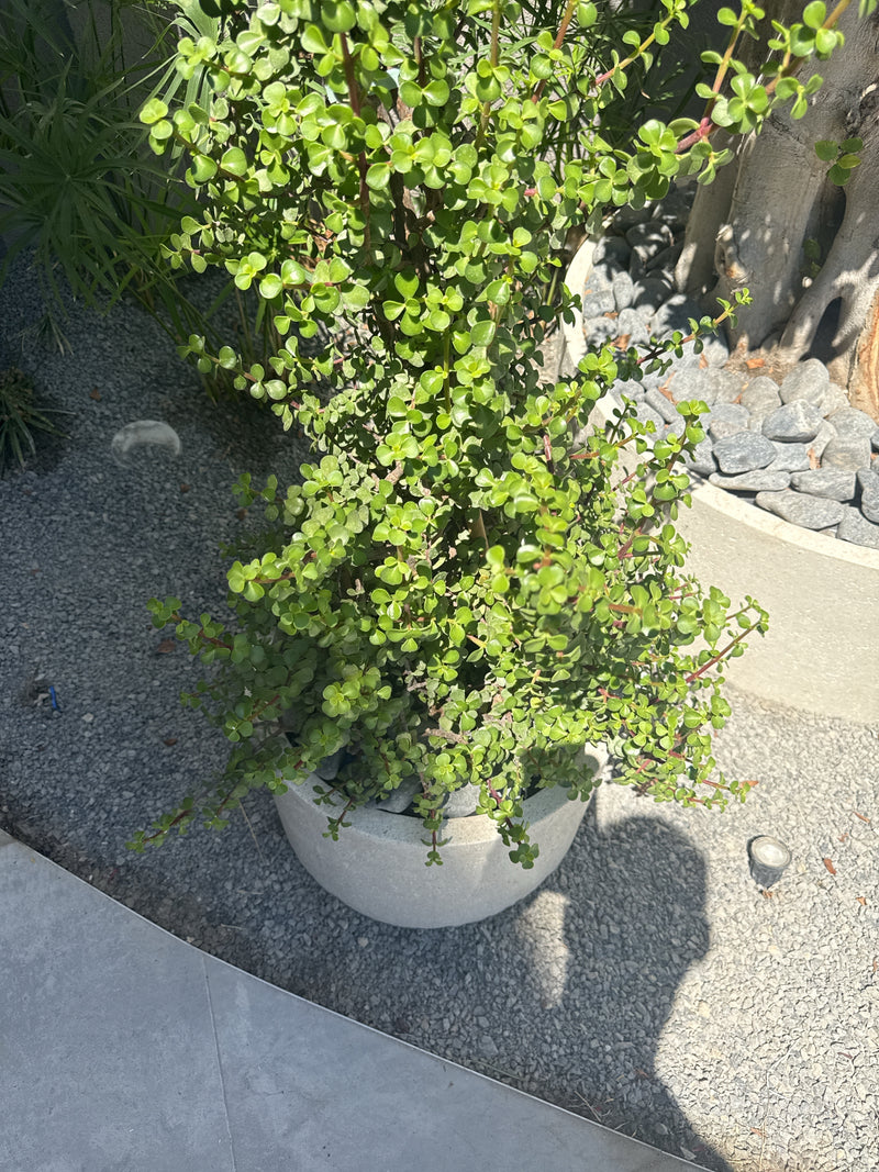 De afbeelding toont een gezonde jadeplant in een lichtkleurige bloempot. De plant heeft veel kleine, groene vetplantbladeren.