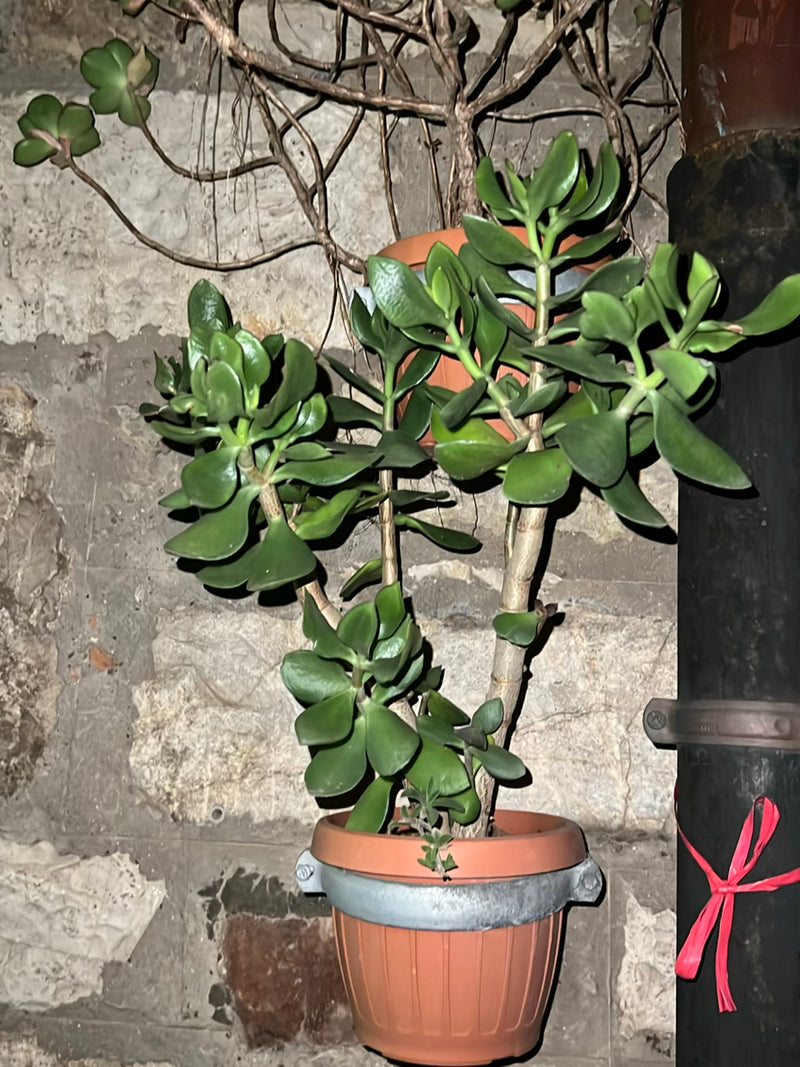 Te zien is een goed ontwikkelde jadeplant in een terracotta bloempot. De plant staat voor een lichte stenen muur.