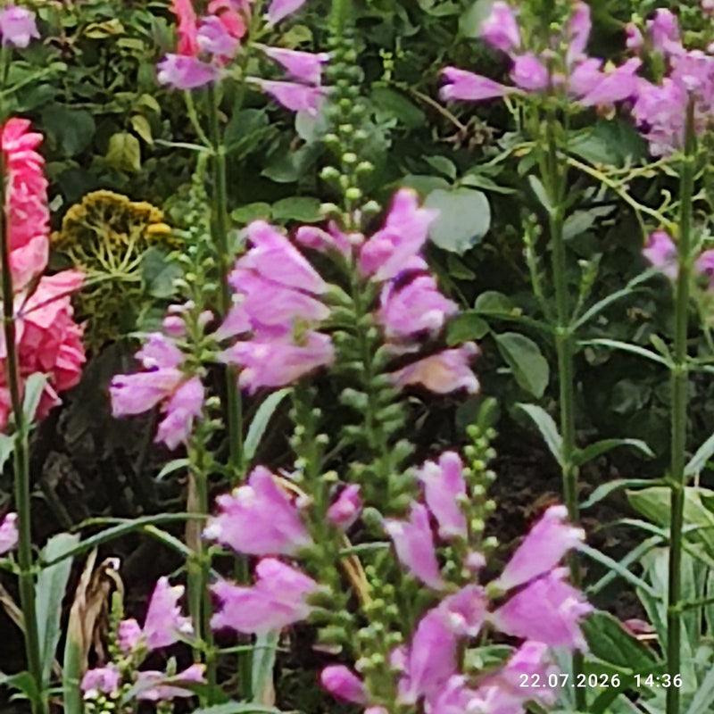 De afbeelding toont verschillende rechtopstaande stengels van de scharnierbloem met dichte, roze bloeiwijzen in een tuin.