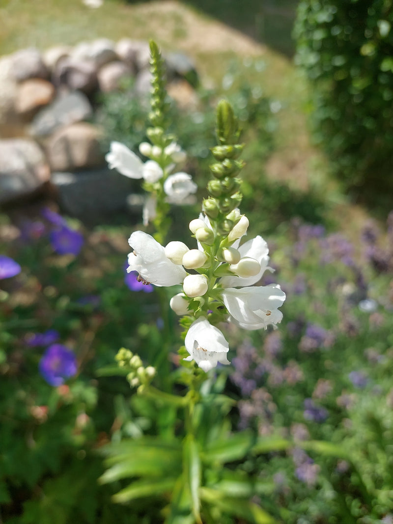 Gezamenlijke bloem — Bild 1