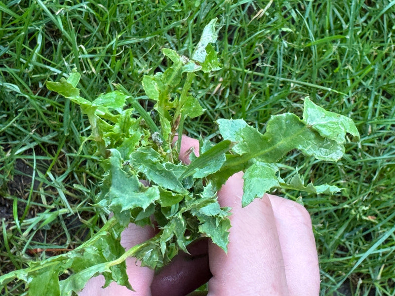 Plantaardige ganzendistel — Bild 2