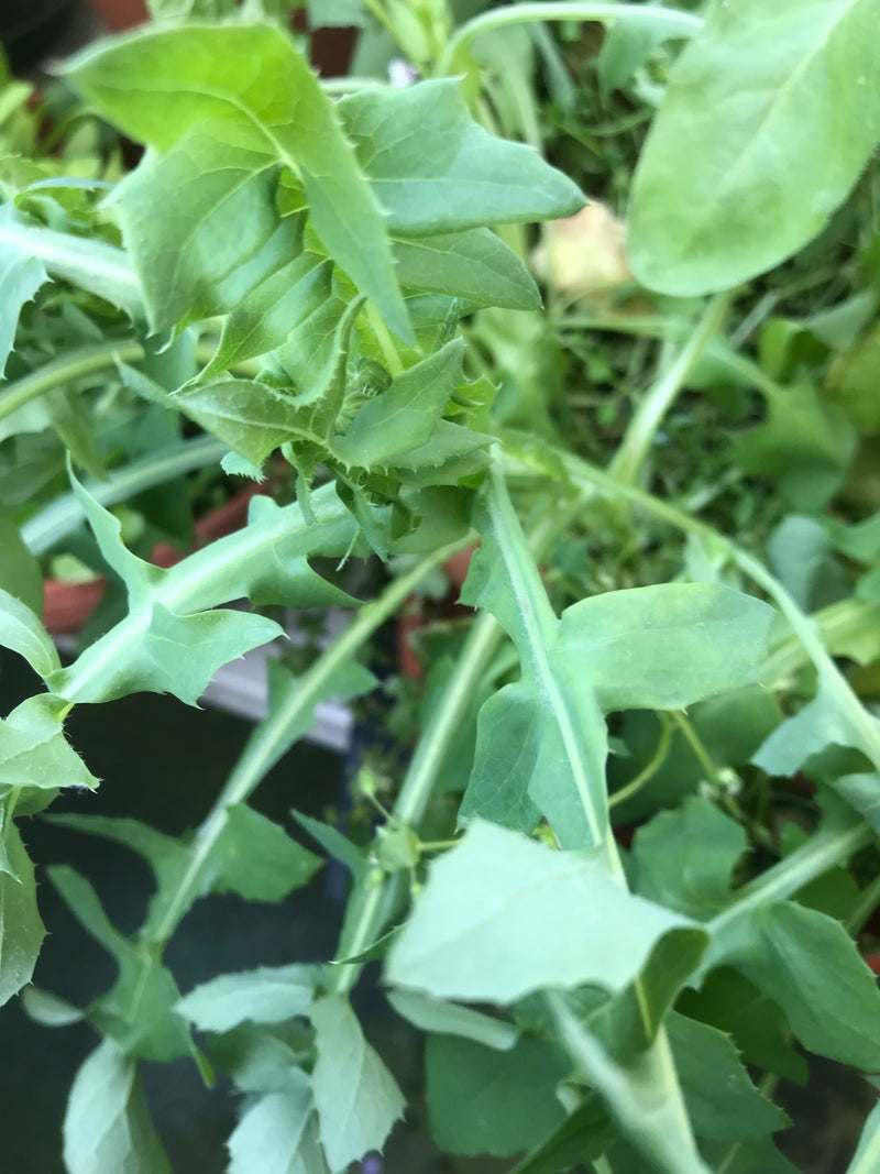 Plantaardige ganzendistel — Bild 1