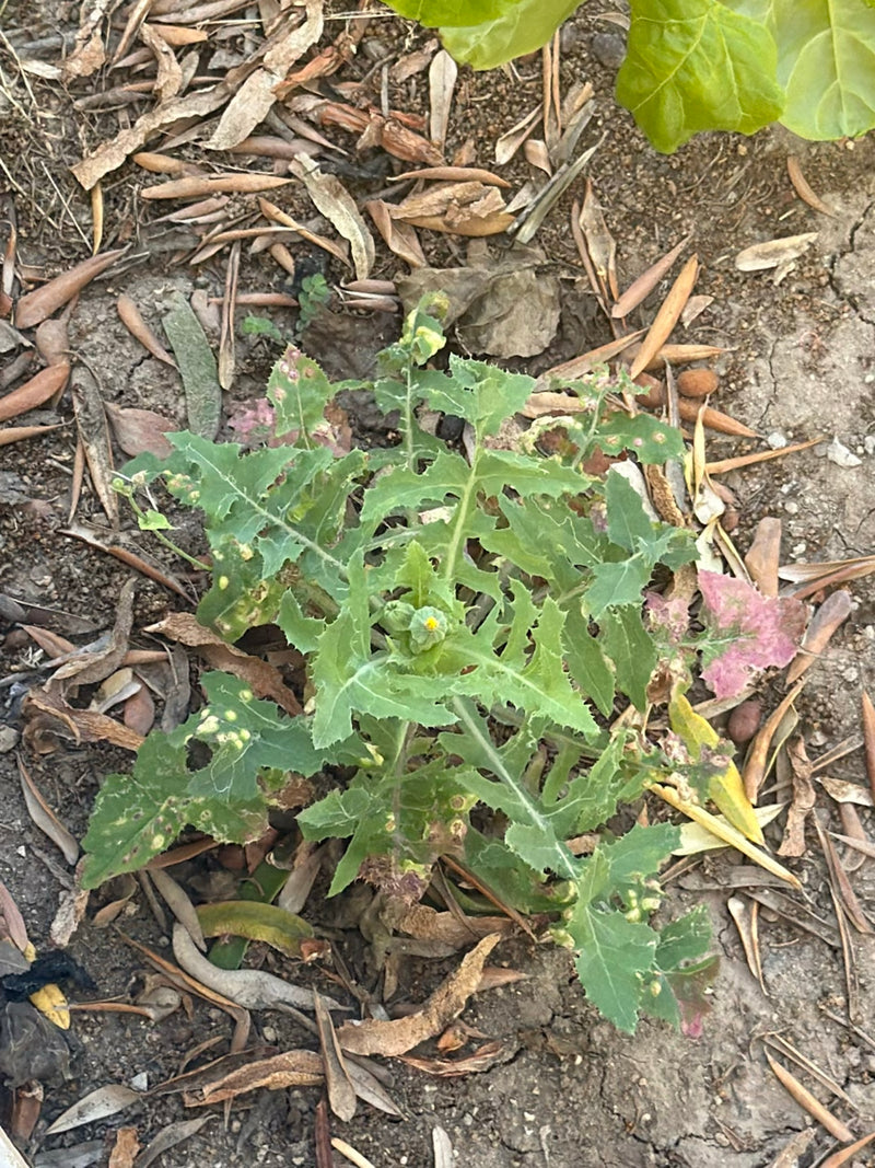 Een jonge melkdistel groeit, van boven gezien, op droge grond met verspreid bladafval. De getande, groene bladeren van de plant zijn duidelijk zichtbaar.