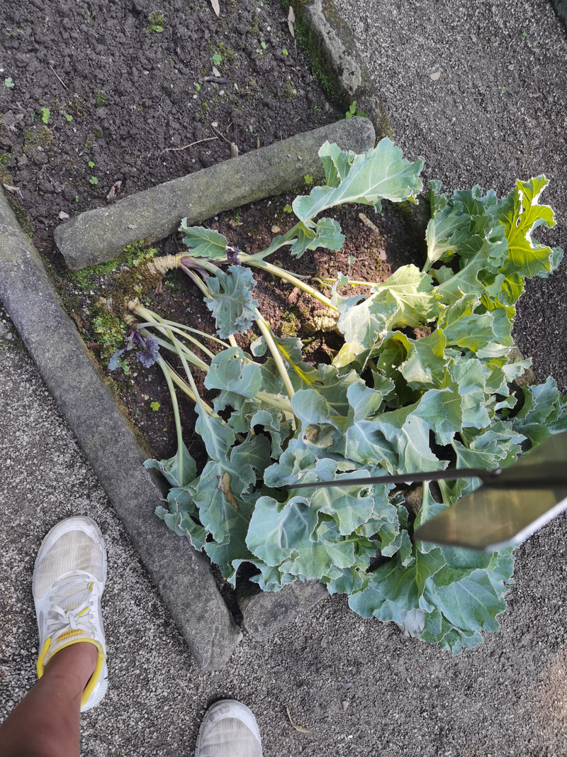 Plantaardige kool — foto 1 van 3