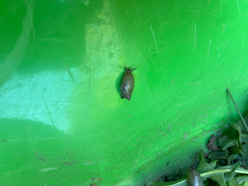 Gemeine Bernsteinschnecke — Bild 2
