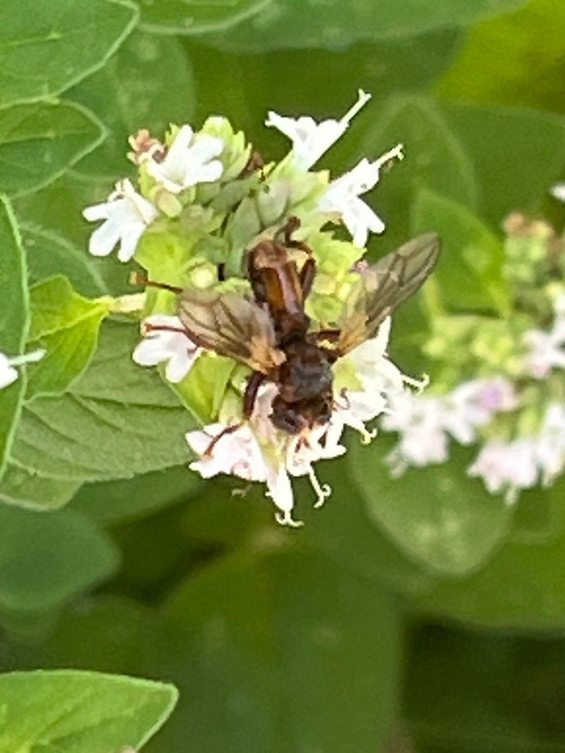Gemeenschappelijke bellenkopvlieg — foto 3 van 5