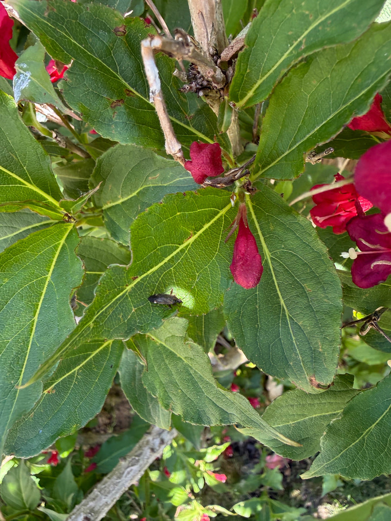 Gemeine Blumenwanze — Bild 2