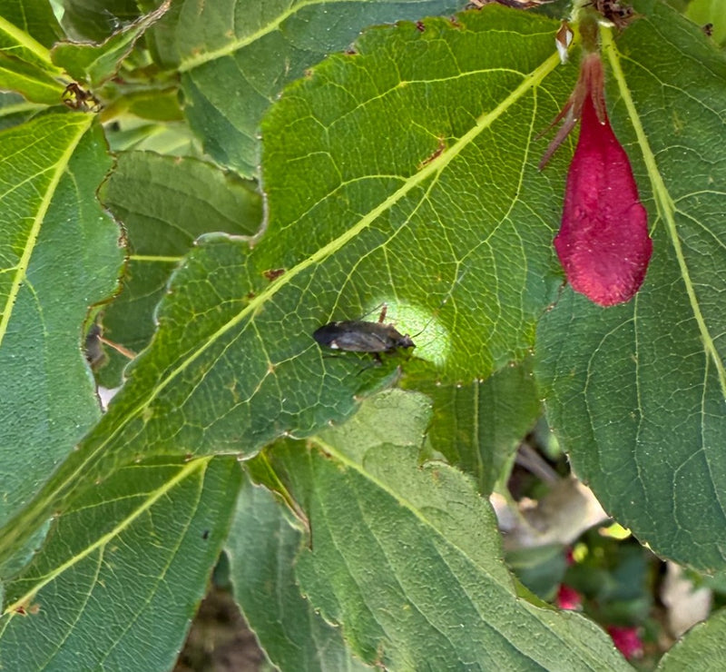 Gemeine Blumenwanze — Bild 1