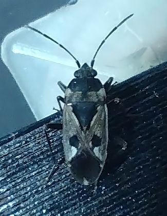 Rhyparochromus Pini — Bild 1