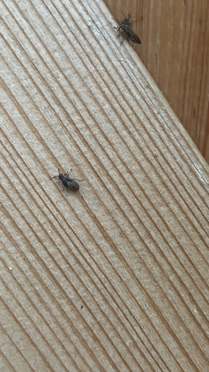 Twee wantsen van de soort Rhyparochromus vulgaris zitten op een gestructureerd houten oppervlak.