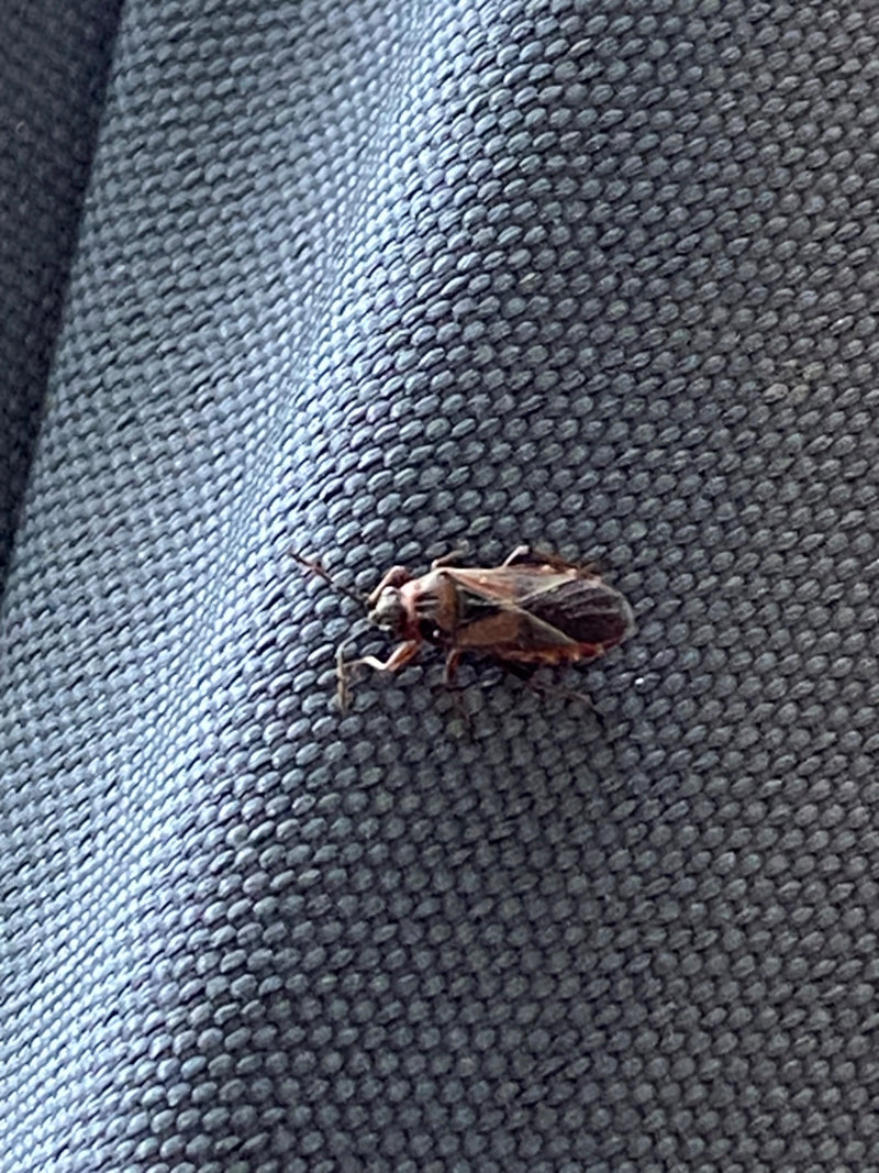 Een gewone bodemwants rust uit op een gestructureerd textieloppervlak. Het insect is duidelijk zichtbaar met zijn kenmerkende tekening.