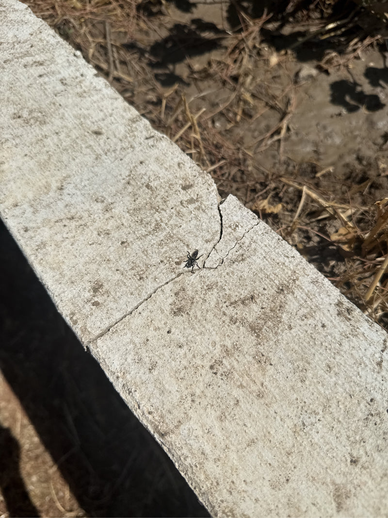 Een kleine Rhyparochromus vulgaris loopt over een lichte betonnen plaat. Het bovenaanzicht toont het insect in zijn natuurlijke omgeving.