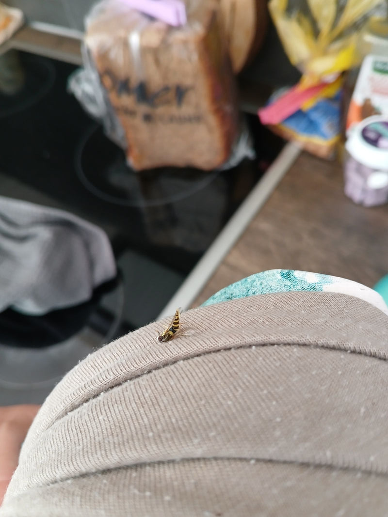 Gemeine Feldschwebfliege — Bild 1