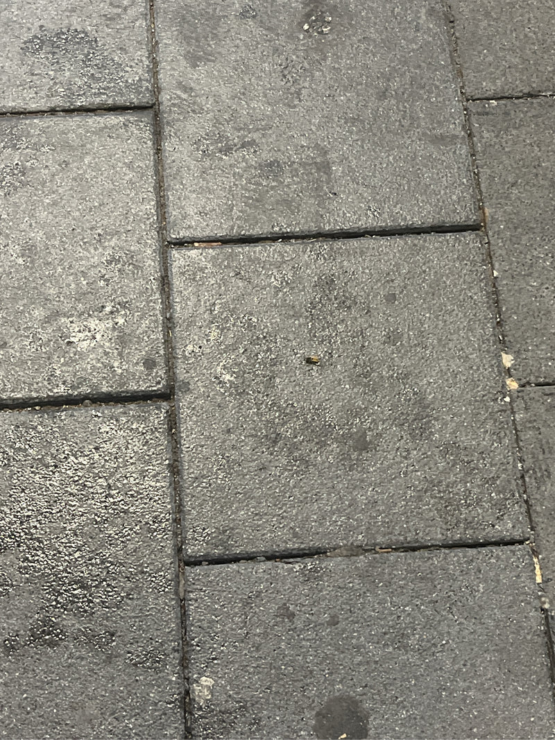 Gemeenschappelijke veldzweefvlieg — foto 3 van 7