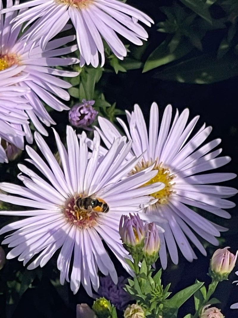Een gewone composietenzweefvlieg zit in het hart van een lichtpaarse asterbloem om te foerageren.