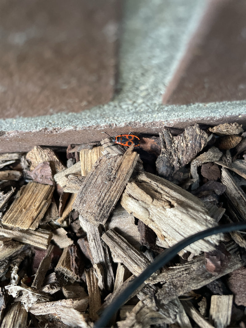 Een vuurwant zit op houtsnippers voor een stenen muur. Het insect toont zijn typische rood-zwarte tekening.