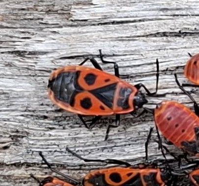 Meerdere rood-zwarte vuurwantsnimfen zijn duidelijk zichtbaar op een licht houten oppervlak. De insecten tonen hun typische patroon.