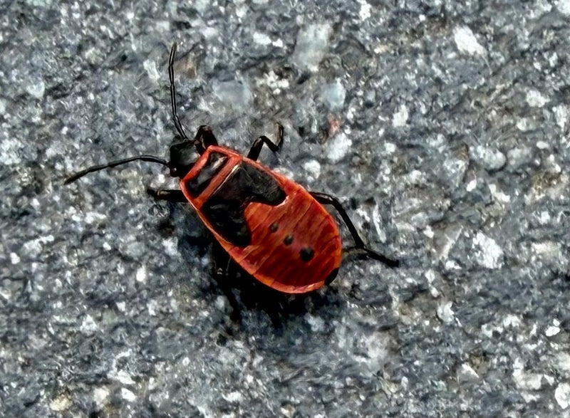 Een rode vuurwantsnimf met zwarte patronen zit op een grijze stenen ondergrond. Het bovenaanzicht toont het insect in zijn typische omgeving.