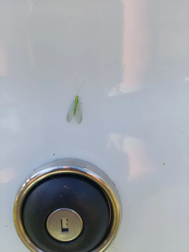 Een gaasvlieg zit op een helder, glad oppervlak boven een deurtoets. Het insect toont zijn typische netvormige vleugels en lange sprieten.