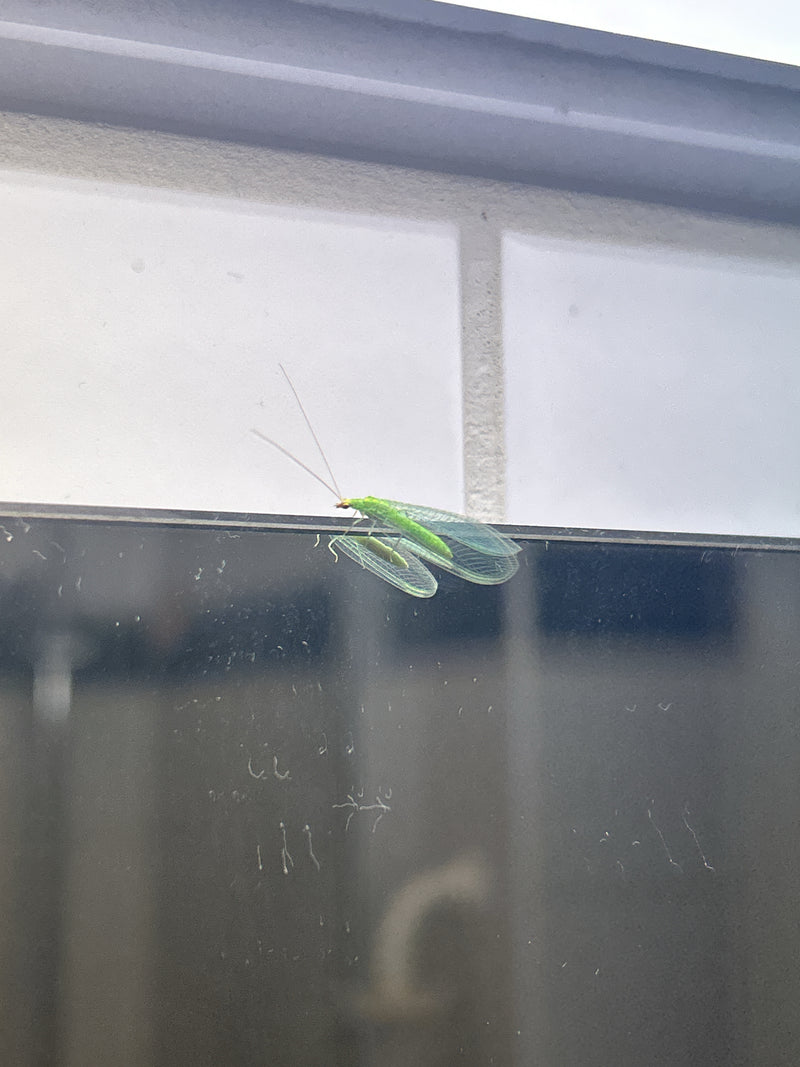 Een gaasvlieg met delicate, netachtige vleugels zit op een glad oppervlak. Het insect is duidelijk zichtbaar vanaf de zijkant.